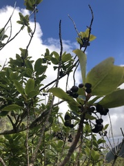 Ilex anomala
