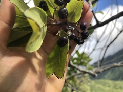 Ilex anomala