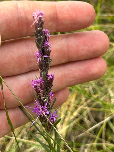 dotted gayfeather