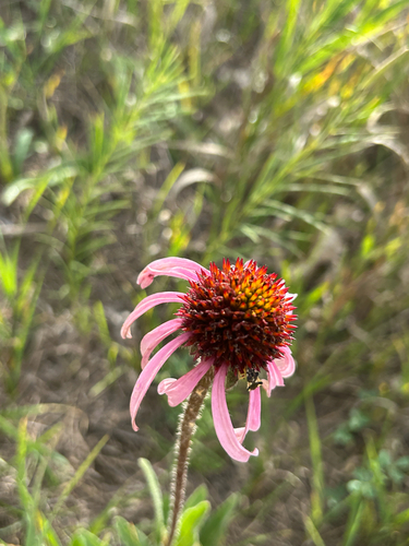 narrow-leaved purple coneflower