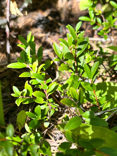 Oregon Boxwood