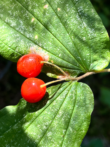 Hooker's fairybells