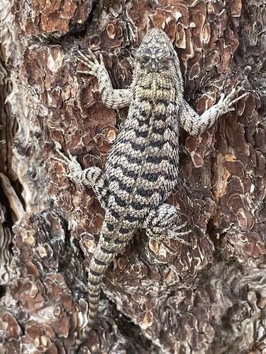 iNaturalist observation photo of Western Fence Lizard