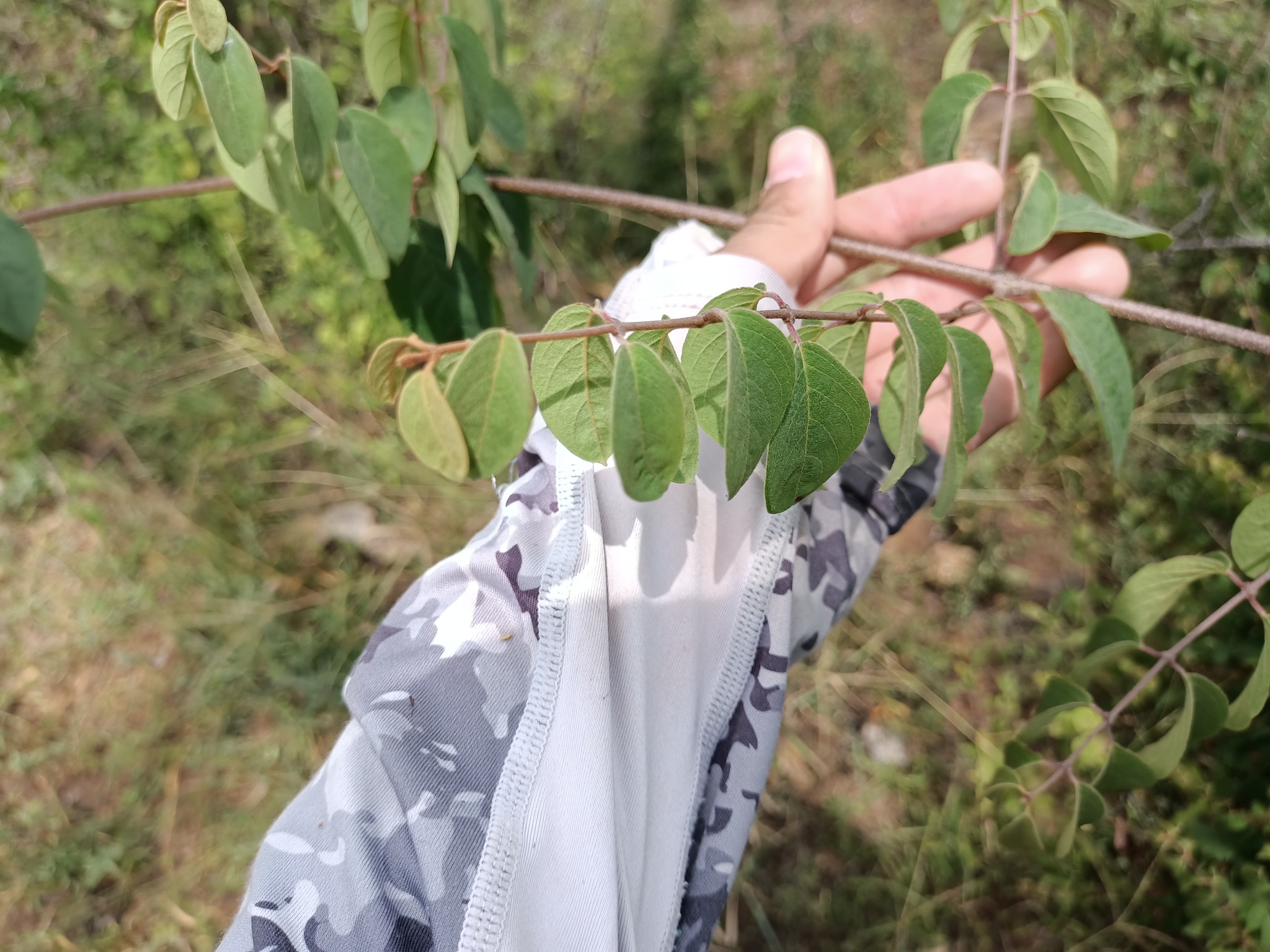 Imagem de Heteropterys brachiata
