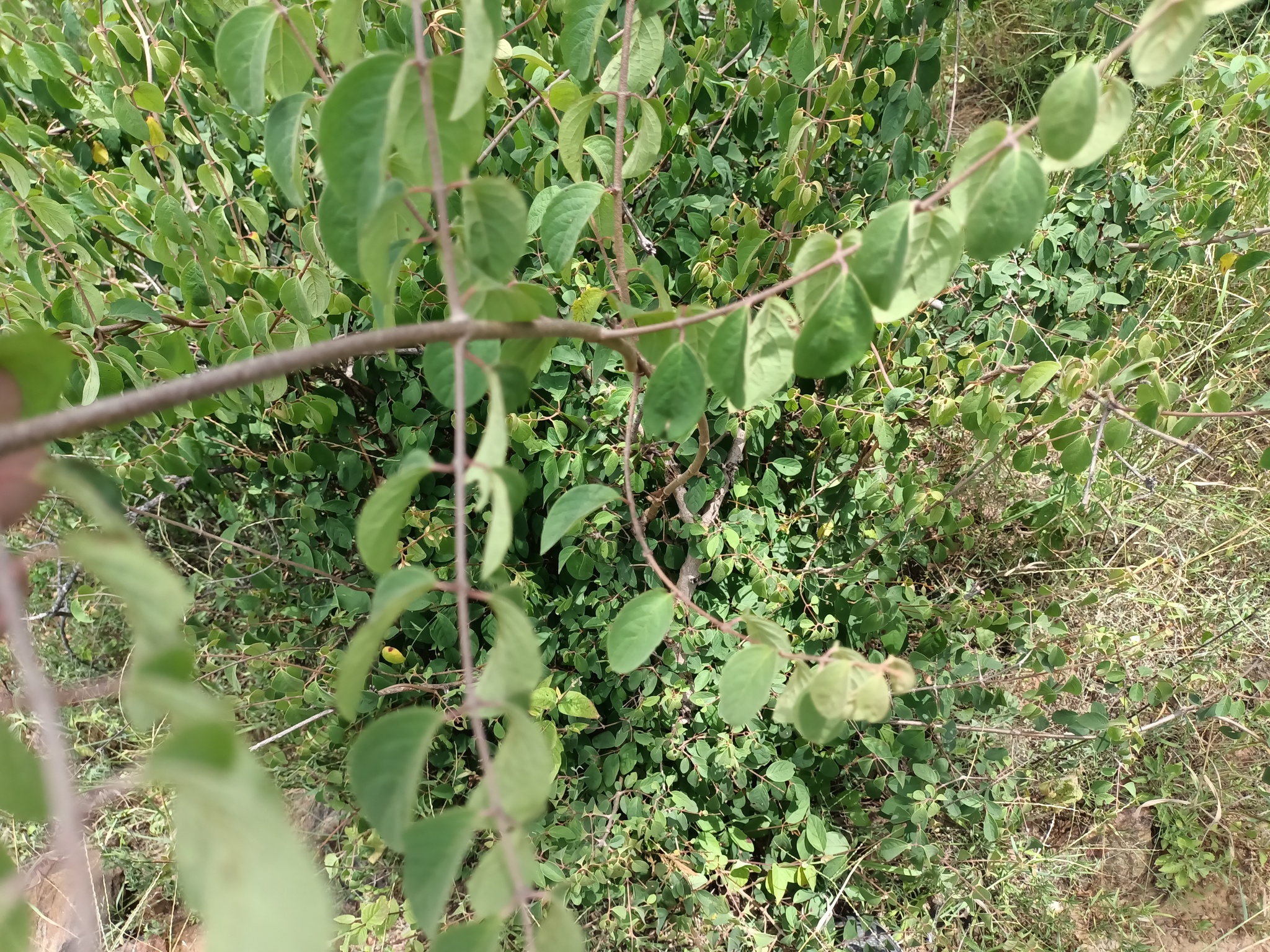 Imagem de Heteropterys brachiata