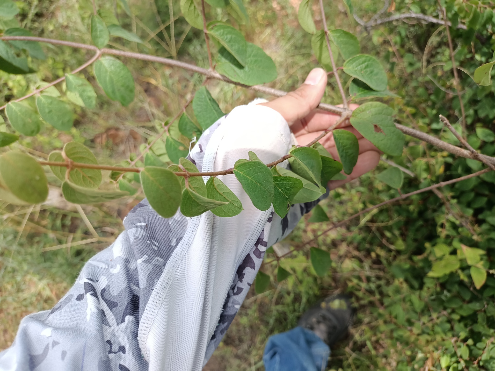 Imagem de Heteropterys brachiata
