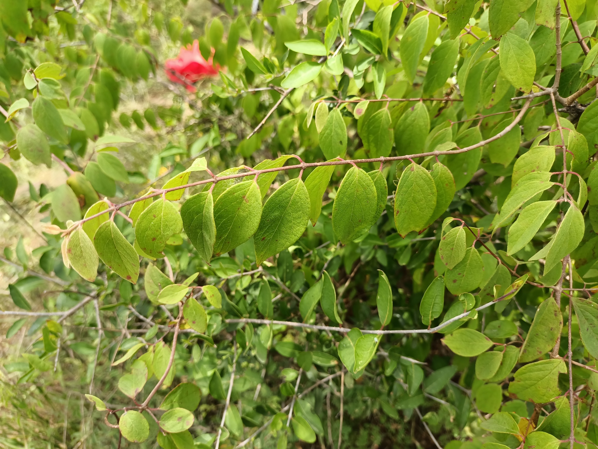 Imagem de Heteropterys brachiata
