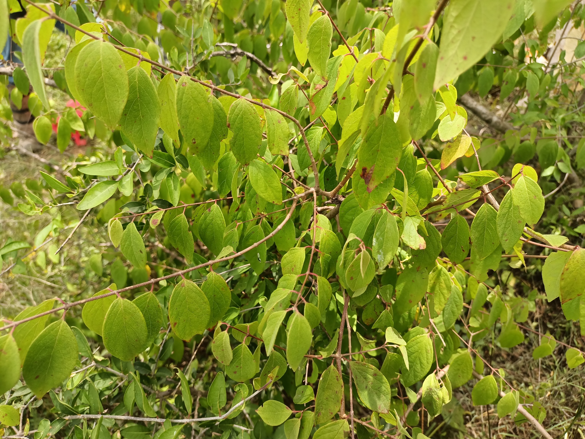 Imagem de Heteropterys brachiata
