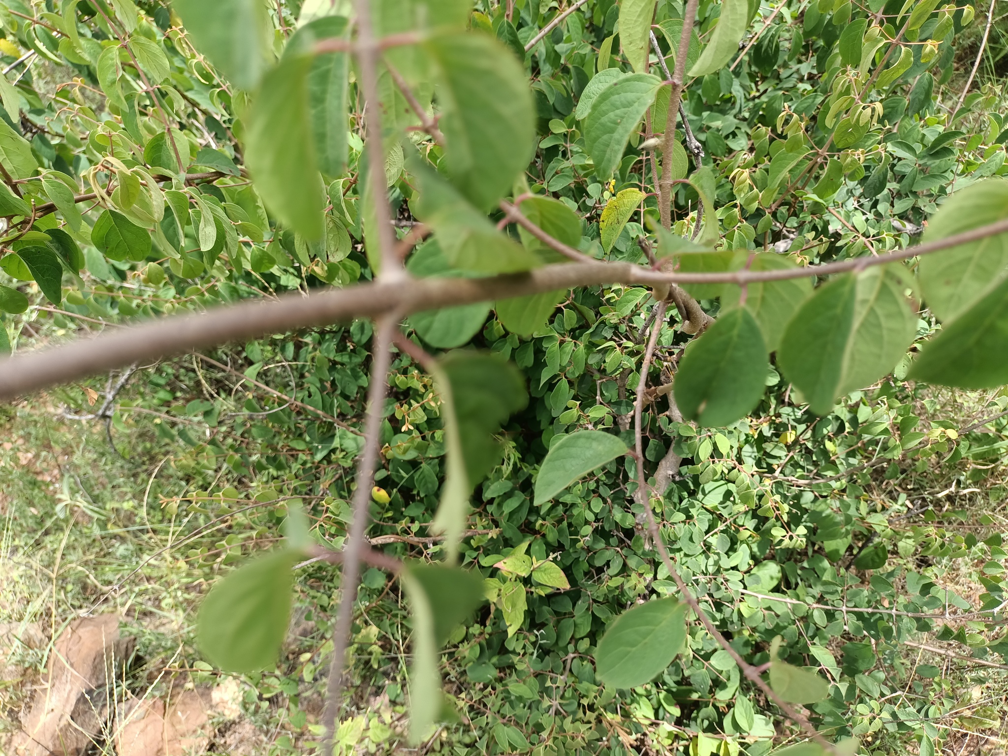 Imagem de Heteropterys brachiata