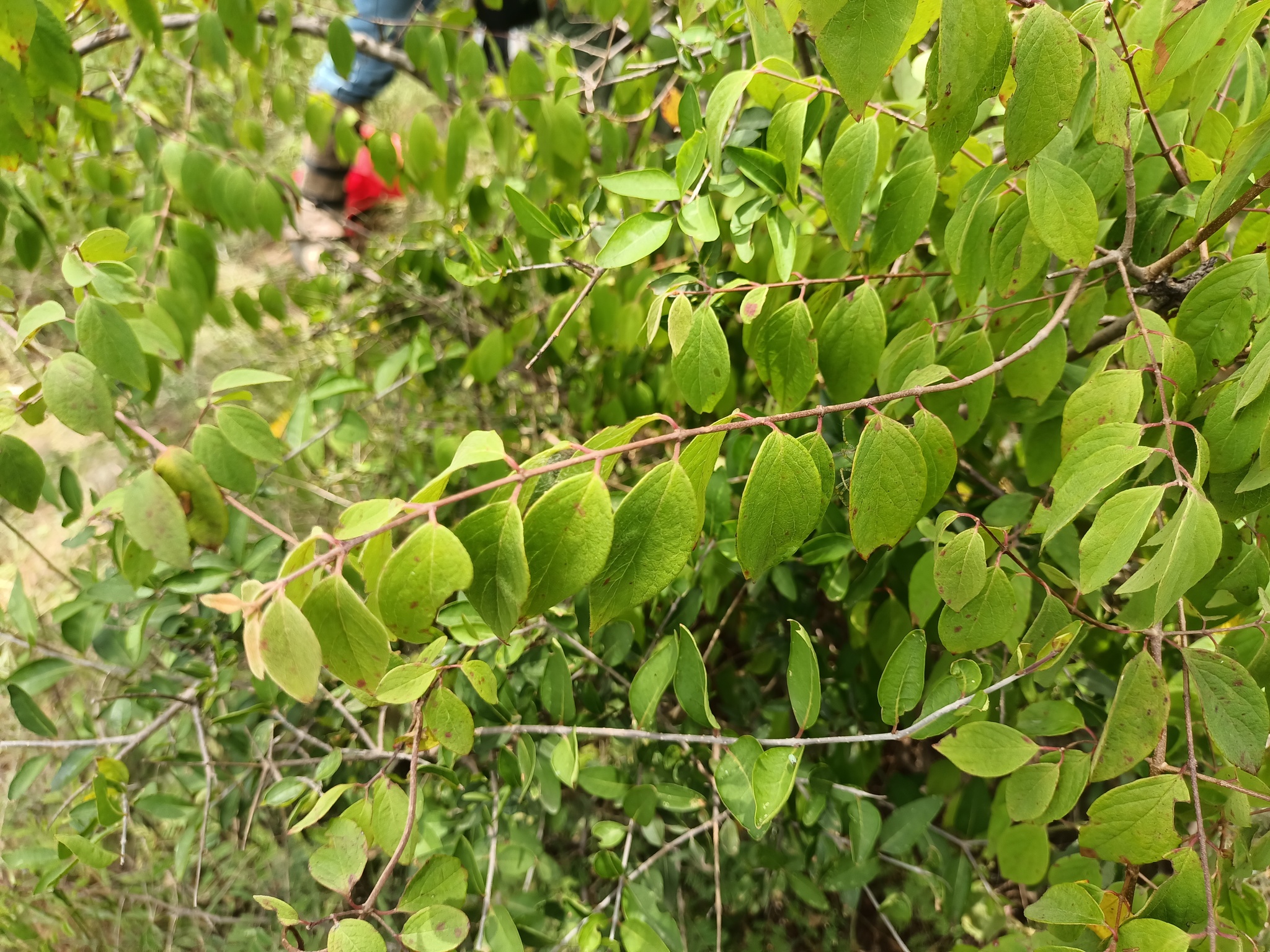 Imagem de Heteropterys brachiata