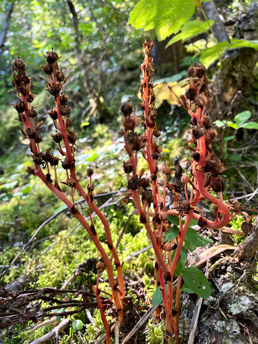 pinesap