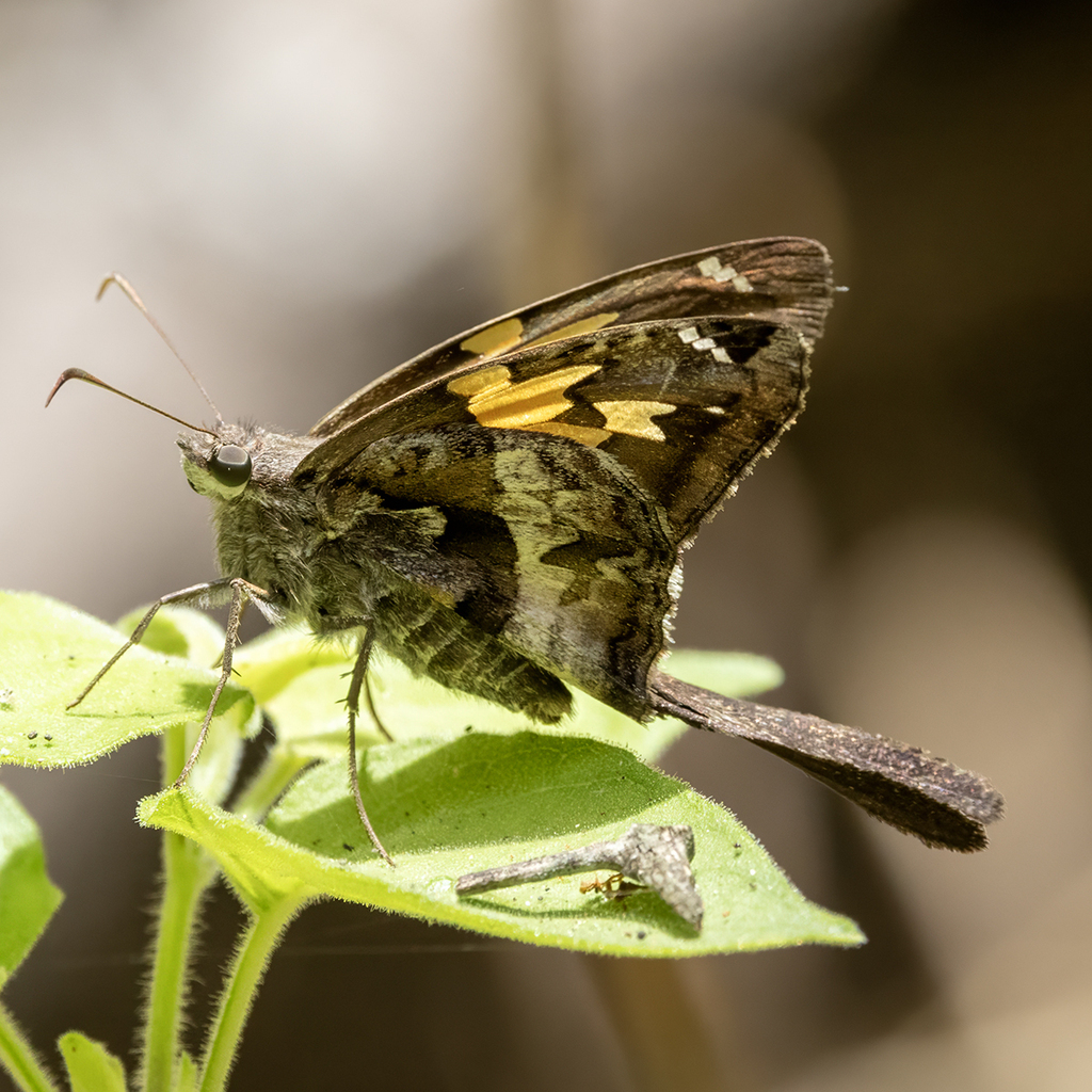 Chioides iverna