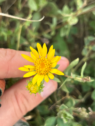 Curlycup Gumweed
