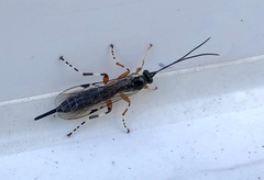Itoplectis