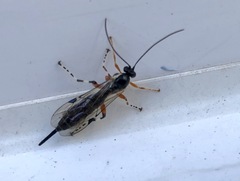 Itoplectis