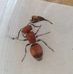 Pseudomethoca simillima