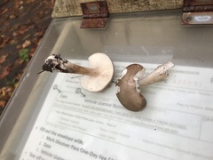 Melanoleuca subcinereiformis