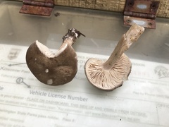 Melanoleuca subcinereiformis