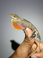 Blemished Anole photo 3