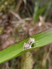 Cabra Treefrog photo 5
