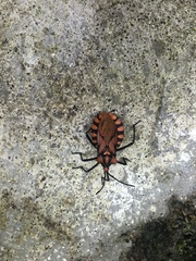 Spartocera pantomima