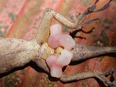Blemished Anole photo 5