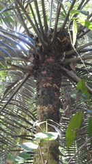 Lepidozamia hopei