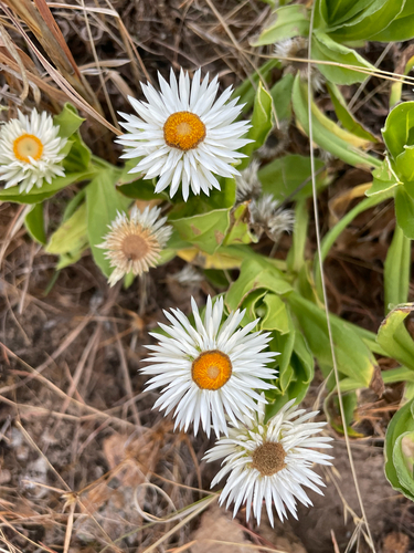 Helichrysum lanuginosum, 2025-08-27