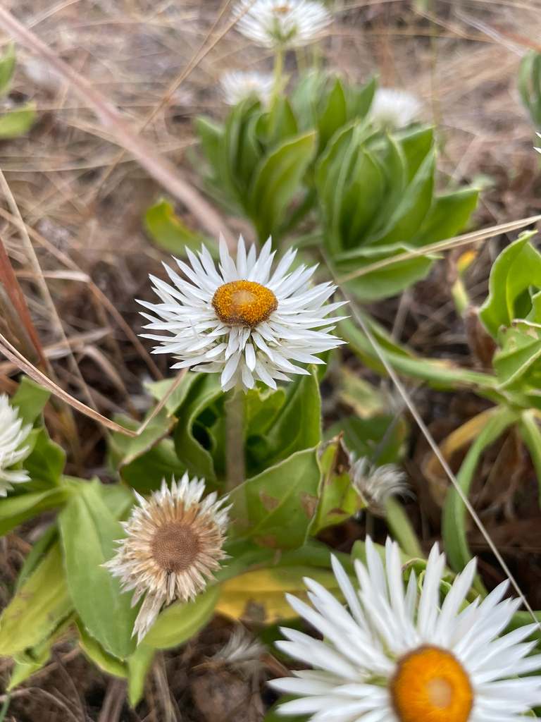 Coronidium lanuginosum