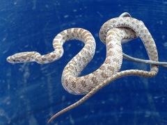 Senticolis triaspis intermedia