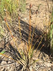 Xyris laxifolia iridifolia