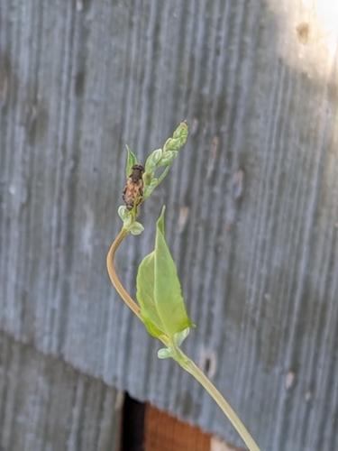 Unknown species found near Whitefish, MT 59937, USA