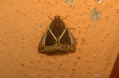 Chalciope mygdon