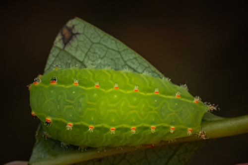 Nason's Slug Moth photo 5