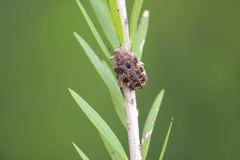 Protaetia fusca
