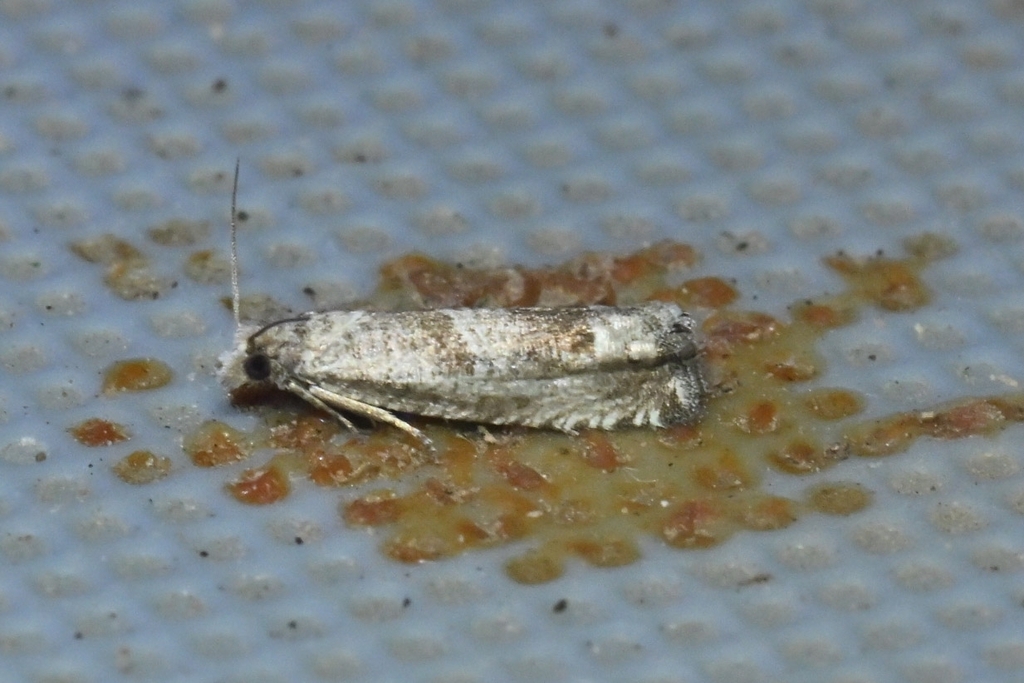 Suleima lagopana