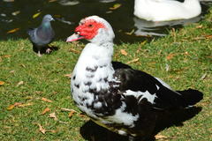 Cairina moschata domestica