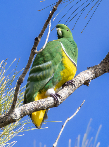 Cloven-feathered Dove