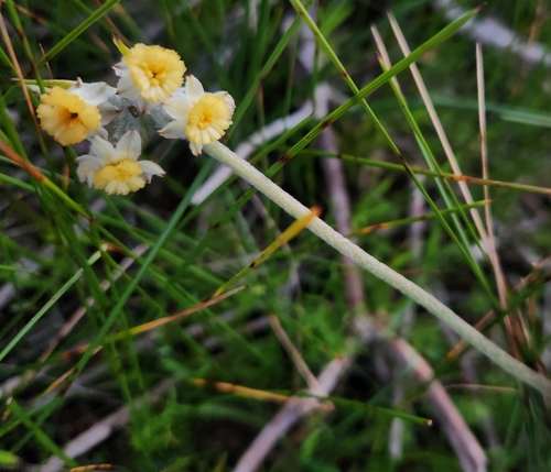 Nodding Tiurndin (Tribonanthes brachypetala)