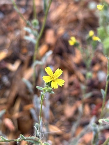 grassy tarweed (Madia gracilis)