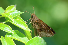 Cymaenes odilia