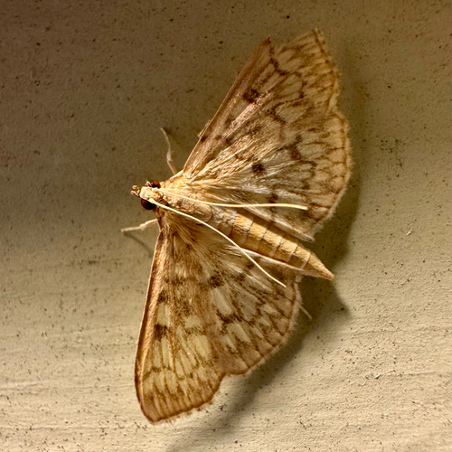 Bold-feathered Grass Moth (Herpetogramma pertextalis)