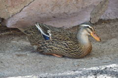 Anas platyrhynchos domesticus