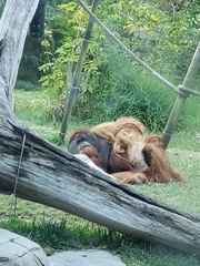 Pongo