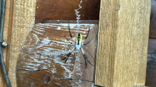 Yellow Garden Spider
