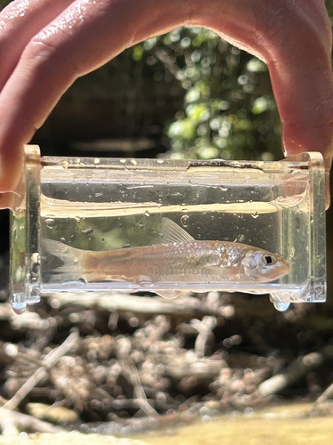 Mississippi silvery minnow (Hybognathus nuchalis) — Cyprinidae — 5