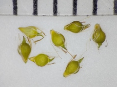 Eleocharis intermedia