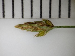 Eleocharis intermedia