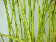 Eleocharis intermedia