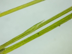 Eleocharis intermedia
